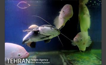 آکواریوم پارک شهر 11