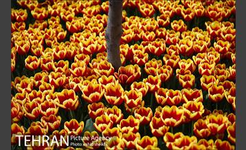 پیاده راه لاله برای مادران 8