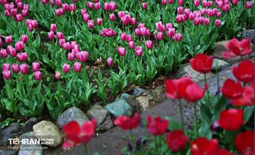 لاله‌ها میهمان باغ ایرانی 51