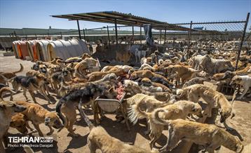 مهربانی با سگ های بدون صاحب 17