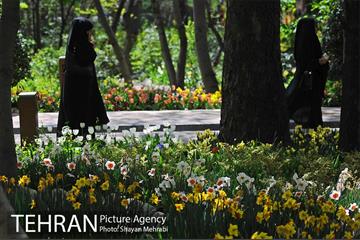رویش گل های لاله در باغ ایرانی 40