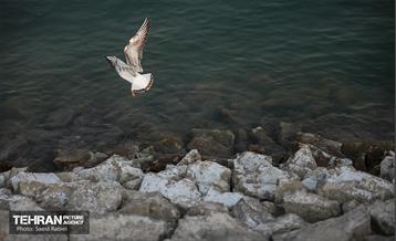 پرندگان مهاجر دریاچه چیتگر 45