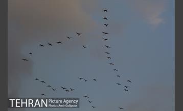 روزهای بهاری دریاچه شهدای خلیج فارس‎ 1