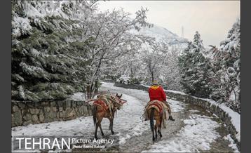 برف زمستانی پارک جمشیدیه 13