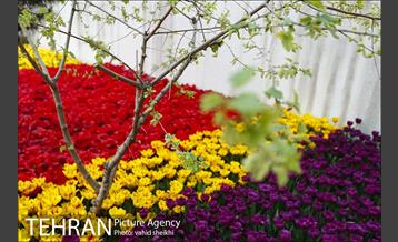 پیاده راه لاله برای مادران 32