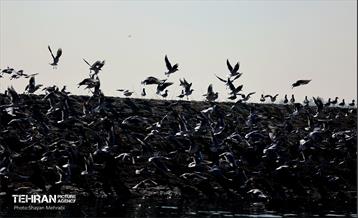 کوچ پرندگان مهاجر به دریاچه شهدای خلیج‌فارس 17