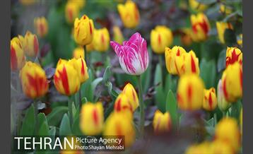 روش گل های لاله در باغ ایرانی 38