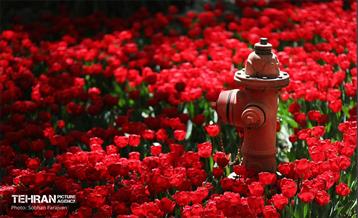 باغ ایرانی میزبان لاله‌ها 16