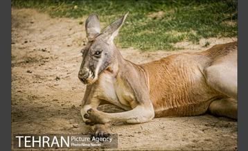 زندگی در قفس 25