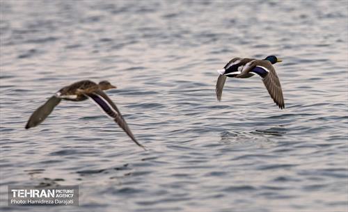 آوای مهاجران  12