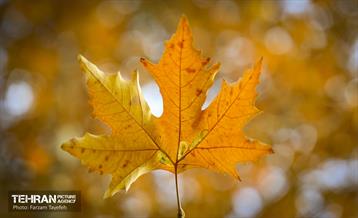 گذرگاه های پاییزی پایتخت - منطقه 5