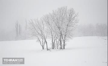 بارش اولین برف زمستانی در تهران 14