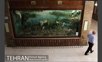 موزه آثار طبیعی و حیات وحش هفت چنار 10