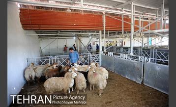 بازدید معاونین شهردار از جایگاه های عرضه دام زنده 32