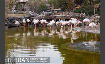 باغ پرندگان 23