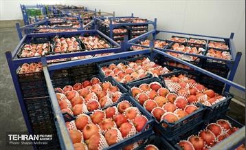 بازدید اصحاب رسانه از زنجیره تامین محصولات مصرفی ماه رمضان و میوه شب عید 34