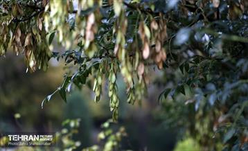 بارش باران پاییزی در تهران 3