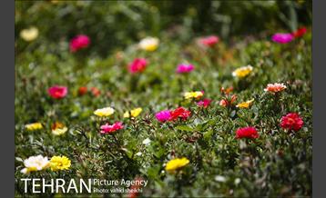 بوستان گلابدره 18