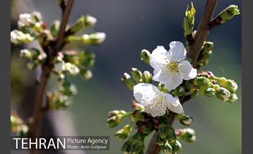 شکوفه های بهاری 7
