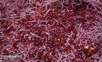 یازدهمین جشنواره صد دانه یاقوت 9