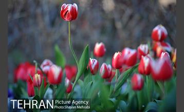 برج میلاد میزبان لاله های بهاری و تخم مرغ های رنگی 11