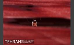 دیدار تیم‌های فوتبال استقلال و صنعت نفت آبادان  21