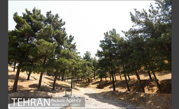 بوستان جنگلی یاس فاطمی 20