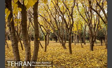 پاییز زیبای پایتخت- 2 10