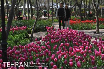 رویش گل های لاله در باغ ایرانی 27