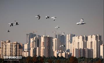 کوچ پرندگان مهاجر به دریاچه شهدای خلیج‌فارس 37