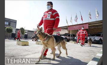 سگ های آنست 2