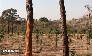 بازدید اصحاب رسانه از روند انجام عملیات احیای چیتگر 10