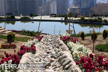 باغ گل لاله های ایرانی در بوستان آبشار تهران‎ 30