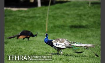 باغ پرندگان 22