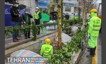 آئین کاشت درخت زندگی 1