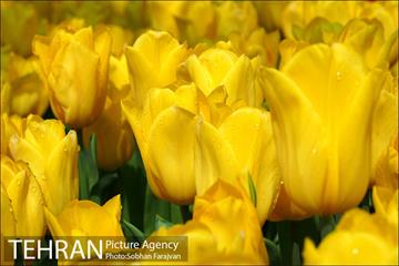 لاله برای مادران 6