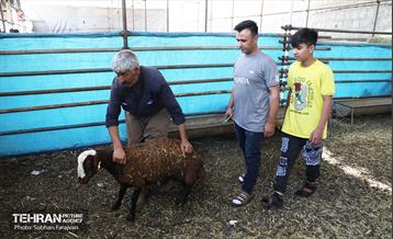 مرکز عرضه دام بهداشتی به مناسبت عید قربان 44