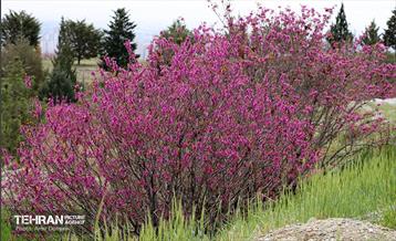 بهار ارغوانی 5