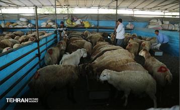 عرضه دام زنده بهداشتی ویژه روز عرفه و عید قربان 9