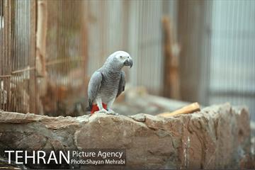 باغ پرندگان تهران 31