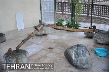 باغ پرندگان تهران 40