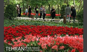 لاله های بهاری بوستان مختاری 25