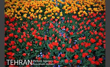 رویش گل های لاله در میدان آزادی 37