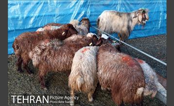 بازدید رییس شورای اسلامی شهر تهران و مدیر عامل سازمان میادین شهرداری تهران از مراکز عرضه بهداشتی دام 9