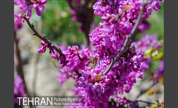 طبیعت بهاری بوستان سرخه حصار‎ 14