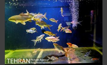 آکواریوم پارک شهر 12