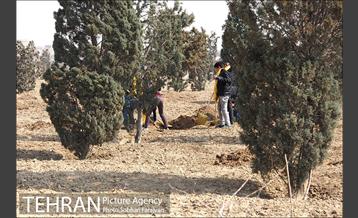 کاشت نهال در بوستان ولایت  30