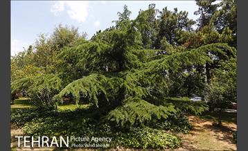 بوستان میعاد 5