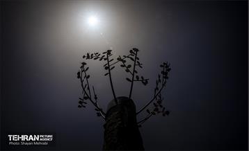 جان دوباره در درختستان 34