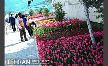پیاده راه لاله مادران 18